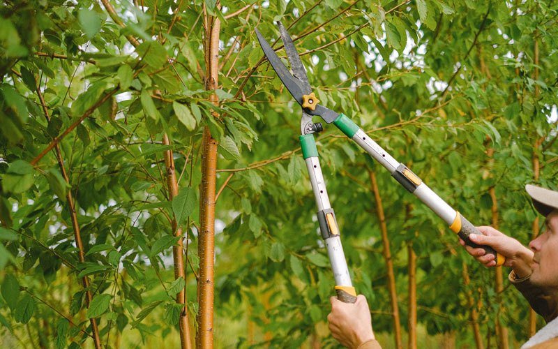 Tree trimming in Idledale, CO